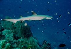 IMG_7692rcRequin corail ou Aileron blanc du lagon